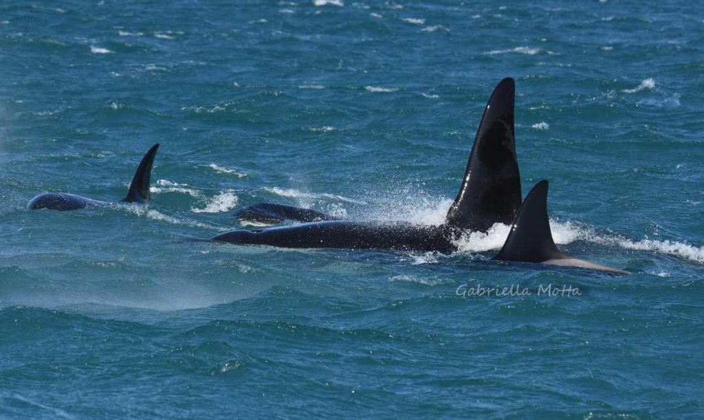 orca Genova
