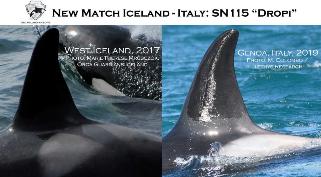 Iceland orche genova