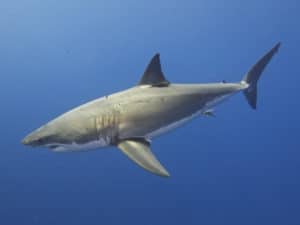 Shark squalo mediterraneo