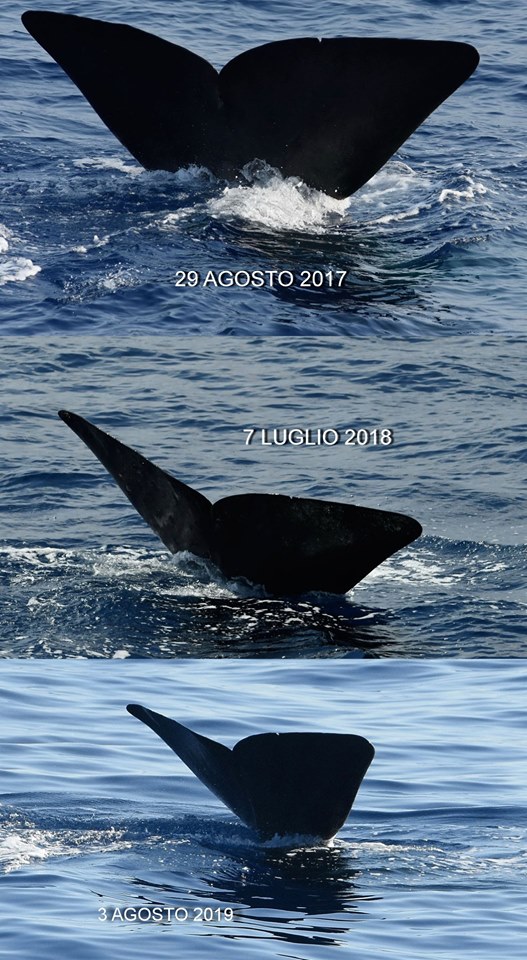 Santuario dei Cetacei Liguria Genova