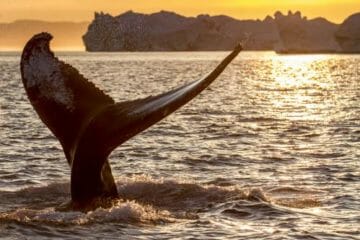 Whale Liguria Genova