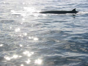 santuario dei cetacei Genova Liguria