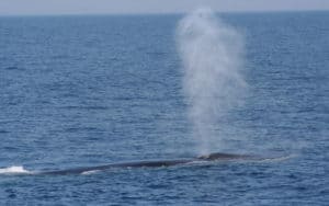 balena , whale