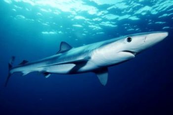 squalo shark
