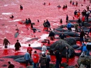 Uccisione caccia Balene 