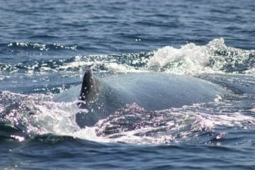 balena Liguria