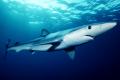 squali mare ligure