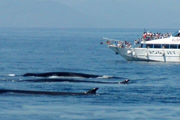 whalewatching genova Liguria