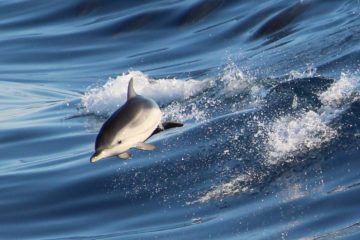 delfino Liguria