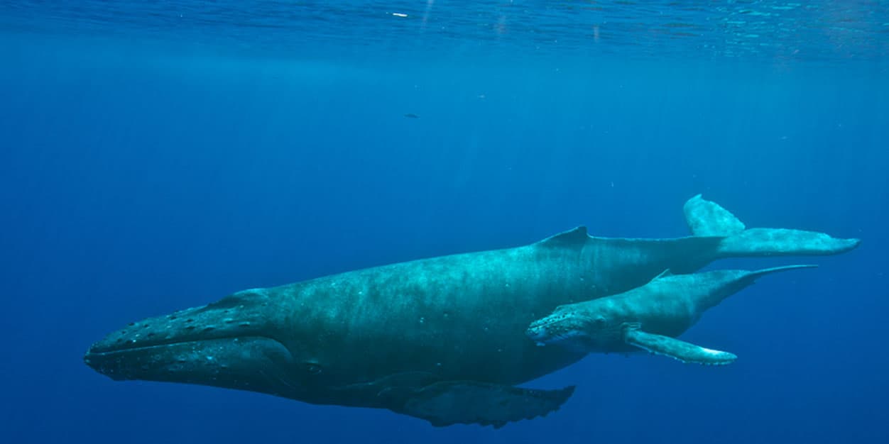 balena whale Liguria Genova