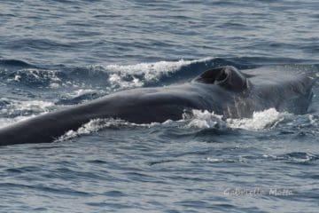 Balena Liguria genova
