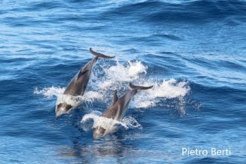 Delfini liguria