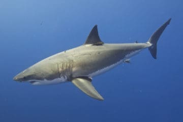 Shark squalo mediterraneo