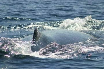 Balena satuario dei Cetacei Genova Liguria