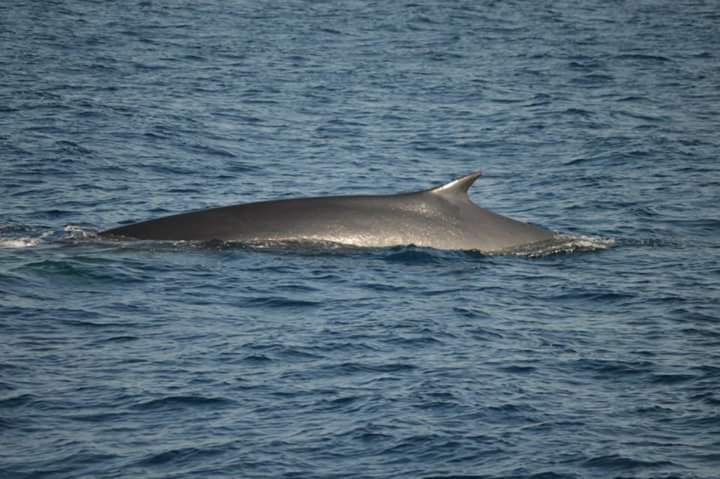 Whalewatching Liguria Genova