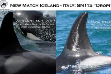 Iceland orche genova