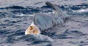 codamozza balena liguria